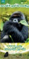 TITUS: Gorilí král DVD